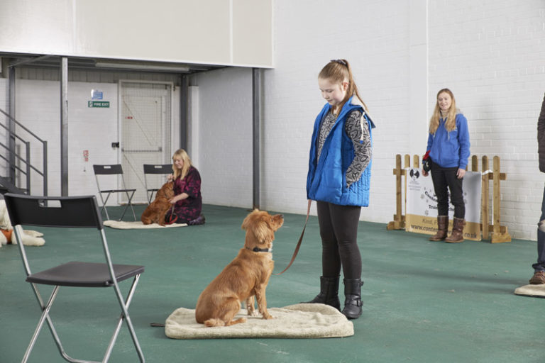 The Perfect Puppy Course Puppy Training Glossop