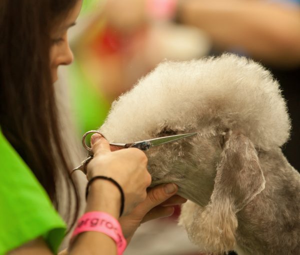 Dog Grooming