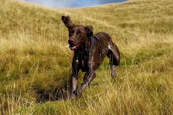 Dog walking