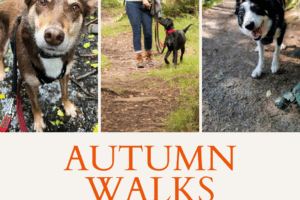 AUTUMN WALKS PACKAGE